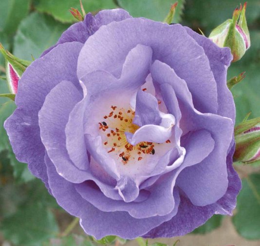 Rose of the Month - May 2014 - BLUE FOR YOU